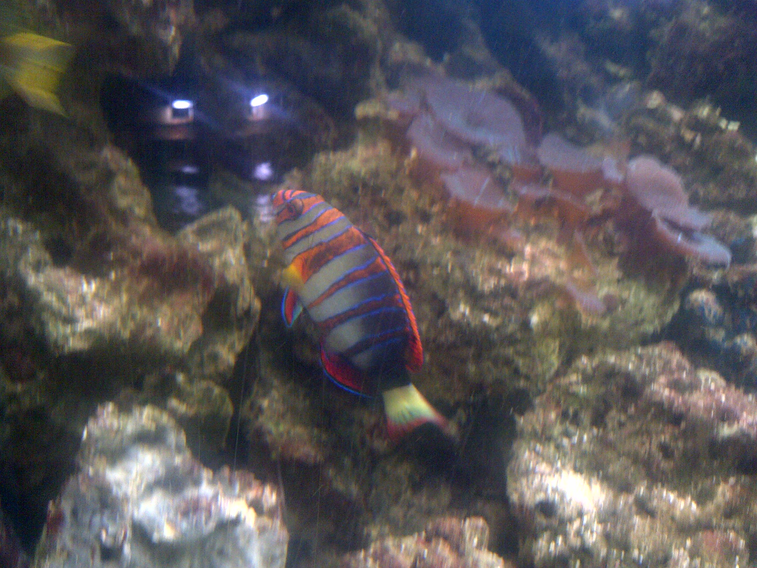 A harlequin tuskfish with orange and pale bands in Blue Reef Aquarium, Newquay.